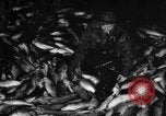 Immagine di La pesca Massachusetts USA, 1935, secondo 25 filmato di repertorio 65675046880