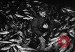 Immagine di La pesca Massachusetts USA, 1935, secondo 32 filmato di repertorio 65675046880