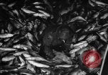 Immagine di La pesca Massachusetts USA, 1935, secondo 33 filmato di repertorio 65675046880