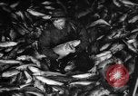 Immagine di La pesca Massachusetts USA, 1935, secondo 35 filmato di repertorio 65675046880
