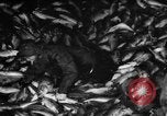 Immagine di La pesca Massachusetts USA, 1935, secondo 36 filmato di repertorio 65675046880