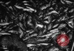 Immagine di La pesca Massachusetts USA, 1935, secondo 38 filmato di repertorio 65675046880