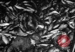 Immagine di La pesca Massachusetts USA, 1935, secondo 40 filmato di repertorio 65675046880