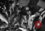 Immagine di La pesca Massachusetts USA, 1935, secondo 42 filmato di repertorio 65675046880