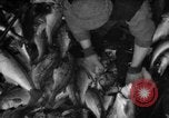 Immagine di La pesca Massachusetts USA, 1935, secondo 44 filmato di repertorio 65675046880