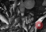 Immagine di La pesca Massachusetts USA, 1935, secondo 45 filmato di repertorio 65675046880