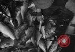 Immagine di La pesca Massachusetts USA, 1935, secondo 47 filmato di repertorio 65675046880