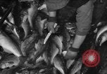 Immagine di La pesca Massachusetts USA, 1935, secondo 48 filmato di repertorio 65675046880