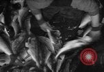 Immagine di La pesca Massachusetts USA, 1935, secondo 52 filmato di repertorio 65675046880