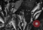 Immagine di La pesca Massachusetts USA, 1935, secondo 53 filmato di repertorio 65675046880