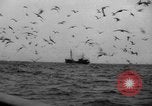 Standbild kommerzielle Fischerei United States USA, 1935, aus Sekunde 16 historischem Filmmaterial Videoclip 65675046882