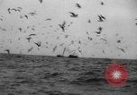 Standbild kommerzielle Fischerei United States USA, 1935, aus Sekunde 18 historischem Filmmaterial Videoclip 65675046882