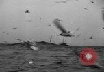 Standbild kommerzielle Fischerei United States USA, 1935, aus Sekunde 25 historischem Filmmaterial Videoclip 65675046882