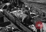 Image la pêche commerciale Massachusetts USA, 1935, de la seconde 52 séquences d'archives historiques vidéo 65675046887