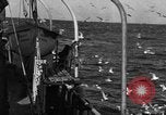 Image of sea gulls Massachusetts USA, 1935, second 1 stock footage video 65675046889