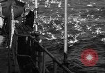 Image of sea gulls Massachusetts USA, 1935, second 12 stock footage video 65675046889