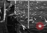 Image of sea gulls Massachusetts USA, 1935, second 14 stock footage video 65675046889
