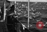 Image of sea gulls Massachusetts USA, 1935, second 15 stock footage video 65675046889