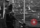 Image of sea gulls Massachusetts USA, 1935, second 16 stock footage video 65675046889