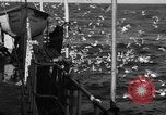 Image of sea gulls Massachusetts USA, 1935, second 18 stock footage video 65675046889