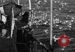 Image of sea gulls Massachusetts USA, 1935, second 19 stock footage video 65675046889