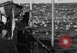 Image of sea gulls Massachusetts USA, 1935, second 20 stock footage video 65675046889