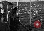 Image of sea gulls Massachusetts USA, 1935, second 21 stock footage video 65675046889