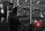 Image of sea gulls Massachusetts USA, 1935, second 22 stock footage video 65675046889