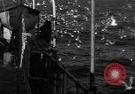 Image of sea gulls Massachusetts USA, 1935, second 23 stock footage video 65675046889