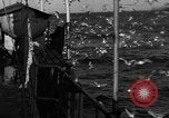 Image of sea gulls Massachusetts USA, 1935, second 24 stock footage video 65675046889