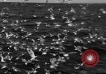 Image of sea gulls Massachusetts USA, 1935, second 28 stock footage video 65675046889