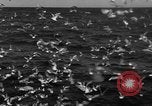 Image of sea gulls Massachusetts USA, 1935, second 29 stock footage video 65675046889