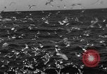 Image of sea gulls Massachusetts USA, 1935, second 30 stock footage video 65675046889