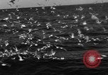 Image of sea gulls Massachusetts USA, 1935, second 31 stock footage video 65675046889