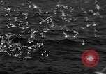 Image of sea gulls Massachusetts USA, 1935, second 32 stock footage video 65675046889