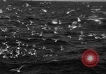 Image of sea gulls Massachusetts USA, 1935, second 33 stock footage video 65675046889
