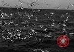 Image of sea gulls Massachusetts USA, 1935, second 34 stock footage video 65675046889