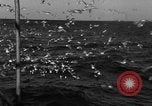 Image of sea gulls Massachusetts USA, 1935, second 35 stock footage video 65675046889