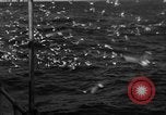 Image of sea gulls Massachusetts USA, 1935, second 36 stock footage video 65675046889