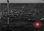 Image of sea gulls Massachusetts USA, 1935, second 39 stock footage video 65675046889