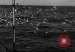Image of sea gulls Massachusetts USA, 1935, second 40 stock footage video 65675046889
