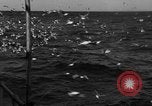 Image of sea gulls Massachusetts USA, 1935, second 41 stock footage video 65675046889