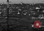 Image of sea gulls Massachusetts USA, 1935, second 42 stock footage video 65675046889