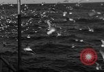 Image of sea gulls Massachusetts USA, 1935, second 43 stock footage video 65675046889