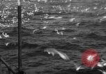 Image of sea gulls Massachusetts USA, 1935, second 44 stock footage video 65675046889