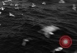 Image of sea gulls Massachusetts USA, 1935, second 45 stock footage video 65675046889