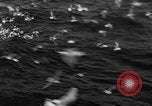 Image of sea gulls Massachusetts USA, 1935, second 46 stock footage video 65675046889
