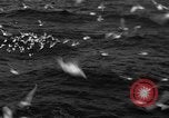 Image of sea gulls Massachusetts USA, 1935, second 47 stock footage video 65675046889