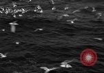 Image of sea gulls Massachusetts USA, 1935, second 48 stock footage video 65675046889