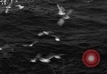 Image of sea gulls Massachusetts USA, 1935, second 49 stock footage video 65675046889